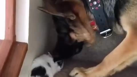 Funny Cats and Dogs Compilation