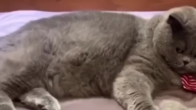 Bealtiful cat cute
