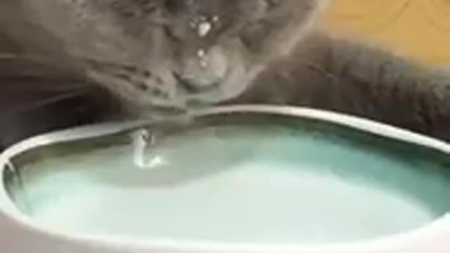 Baby Cats!😍 Cute and Funny Cat Videos