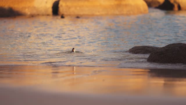 Adorable Penguin on the beach