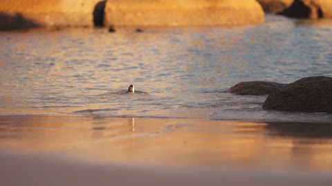 Adorable Penguin on the beach