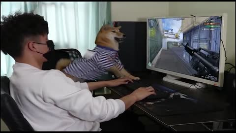 dog gets angry playing video games