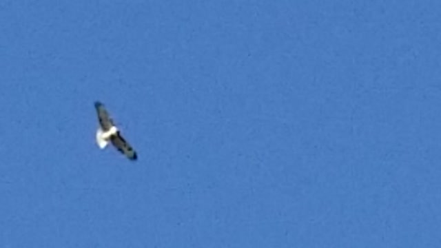 Black birds chase away peregrine falcon