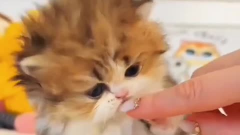 Wait until the end.😍🐱 #cutecat