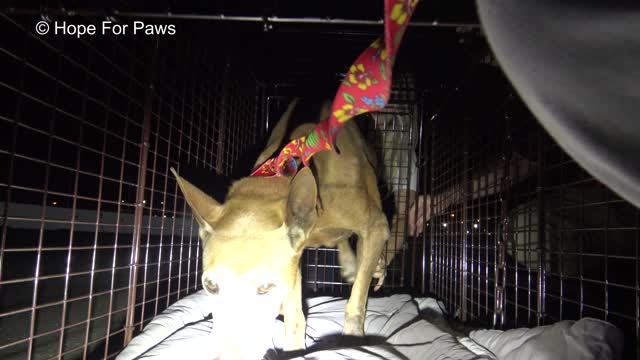 Senior homeless dog living at the port - LOOK at the arrow and see how we ended up on the crane!