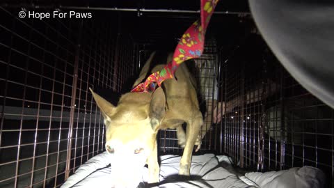 Senior homeless dog living at the port - LOOK at the arrow and see how we ended up on the crane!