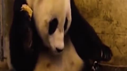 Craziest videos ever