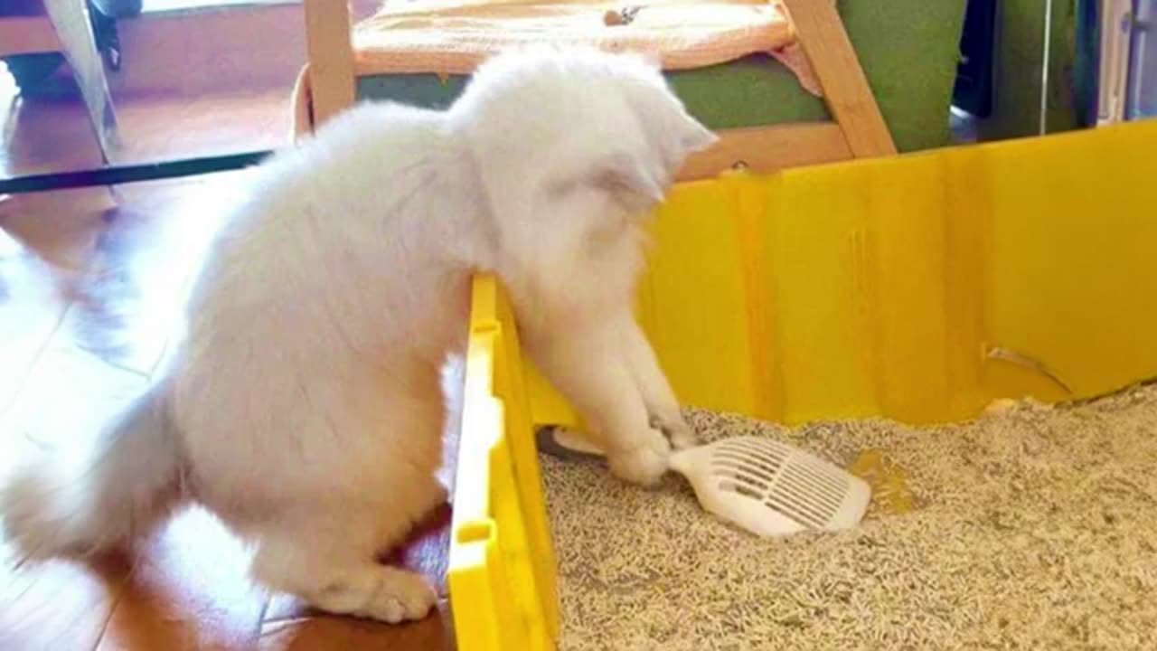 🐱YOU LAUGH YOU LOSE! 😹Funny Moments Of Cats Videos Compilation Funny and Cute Cat's Life