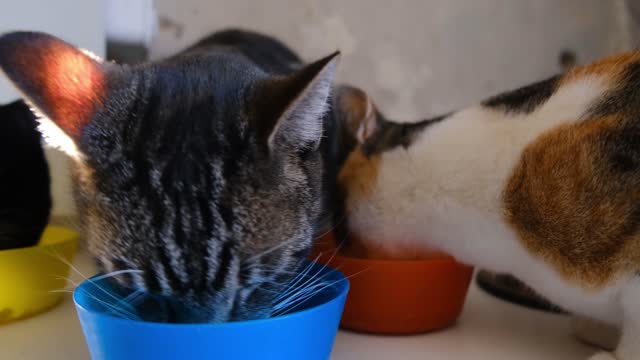 Close-Up Video of Three Cats Eating