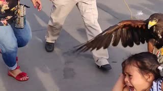 Large Bird Lands on Little Girl's Head