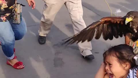 Large Bird Lands on Little Girl's Head