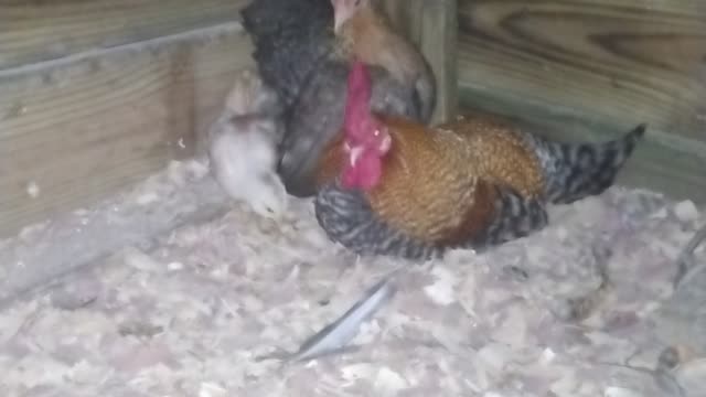 Creole Old English Game Bantam Family Sleeping Together