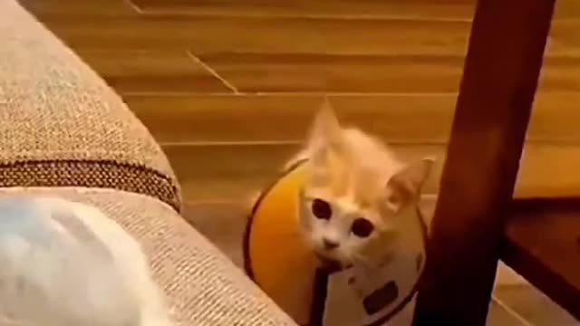 As long as there is, Meow, heart, you are Super