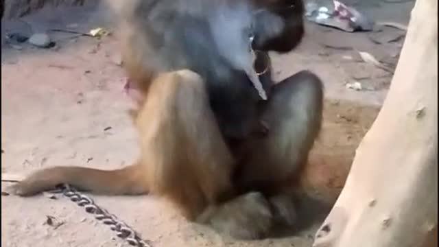 A monkey stole the keys is funny