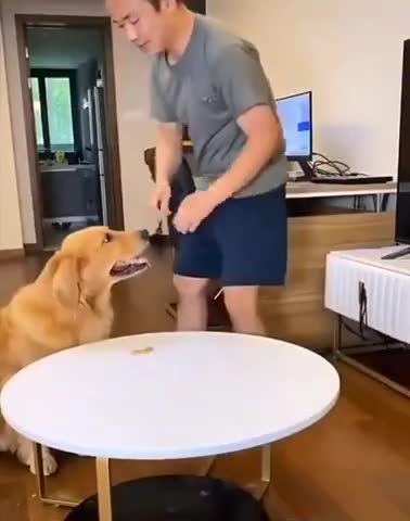 Good dog and bad dog same time