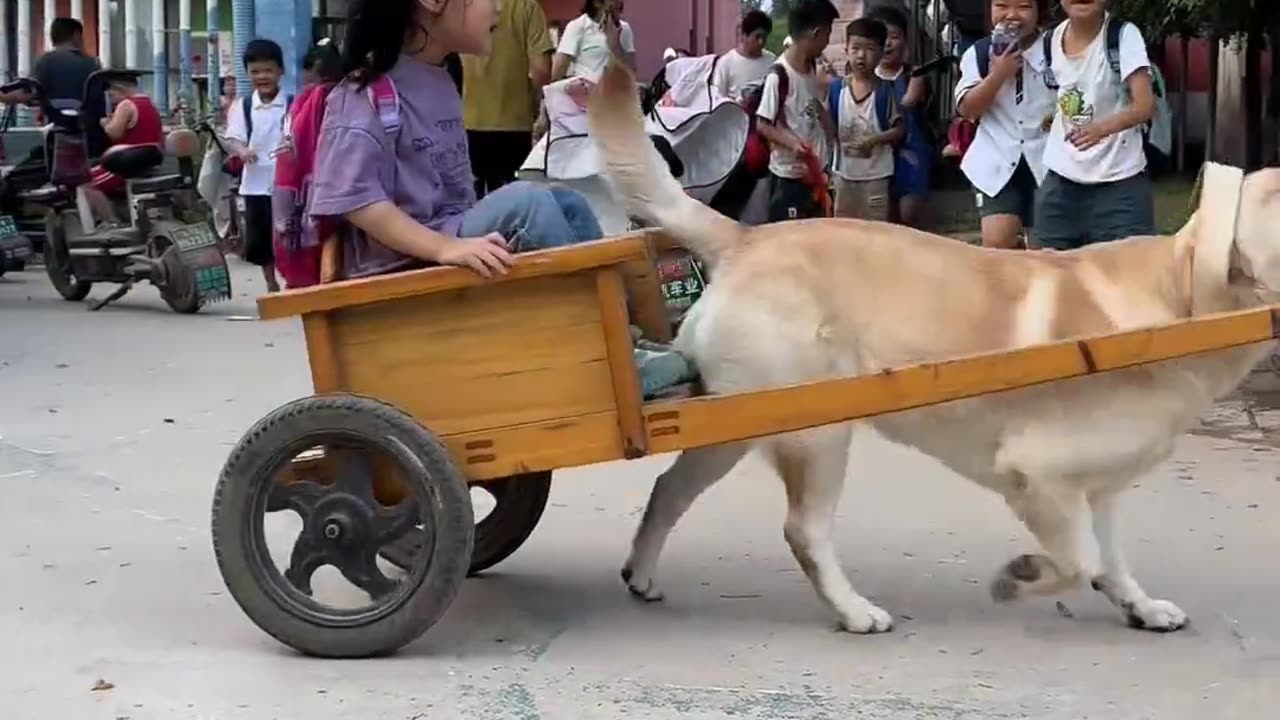 Pup Taxi!