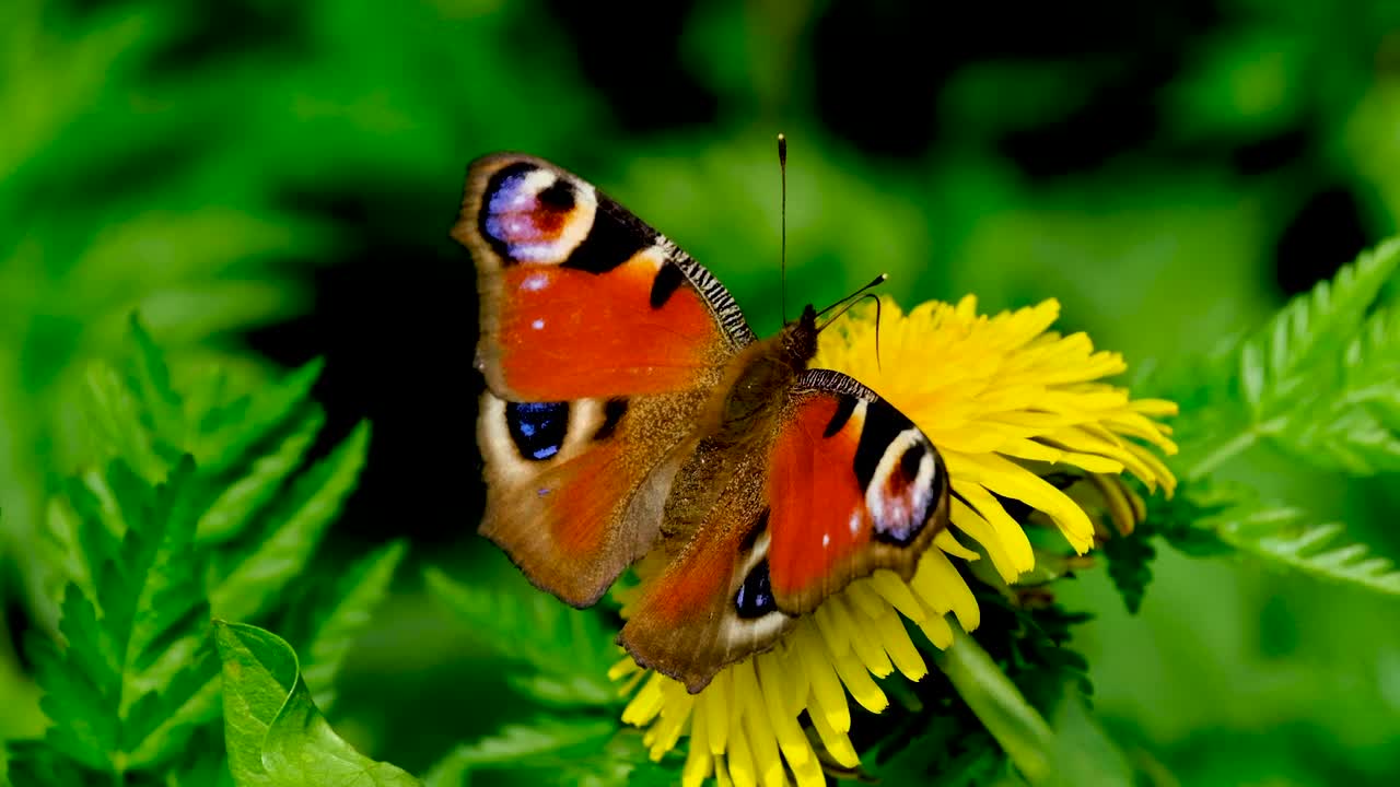 beautiful butterfly