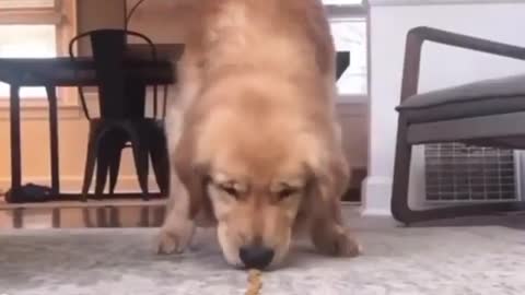 Golden Retriever participates in 'treat race' challenge