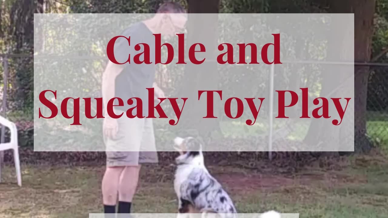 Cable and Squeaky toy play 4