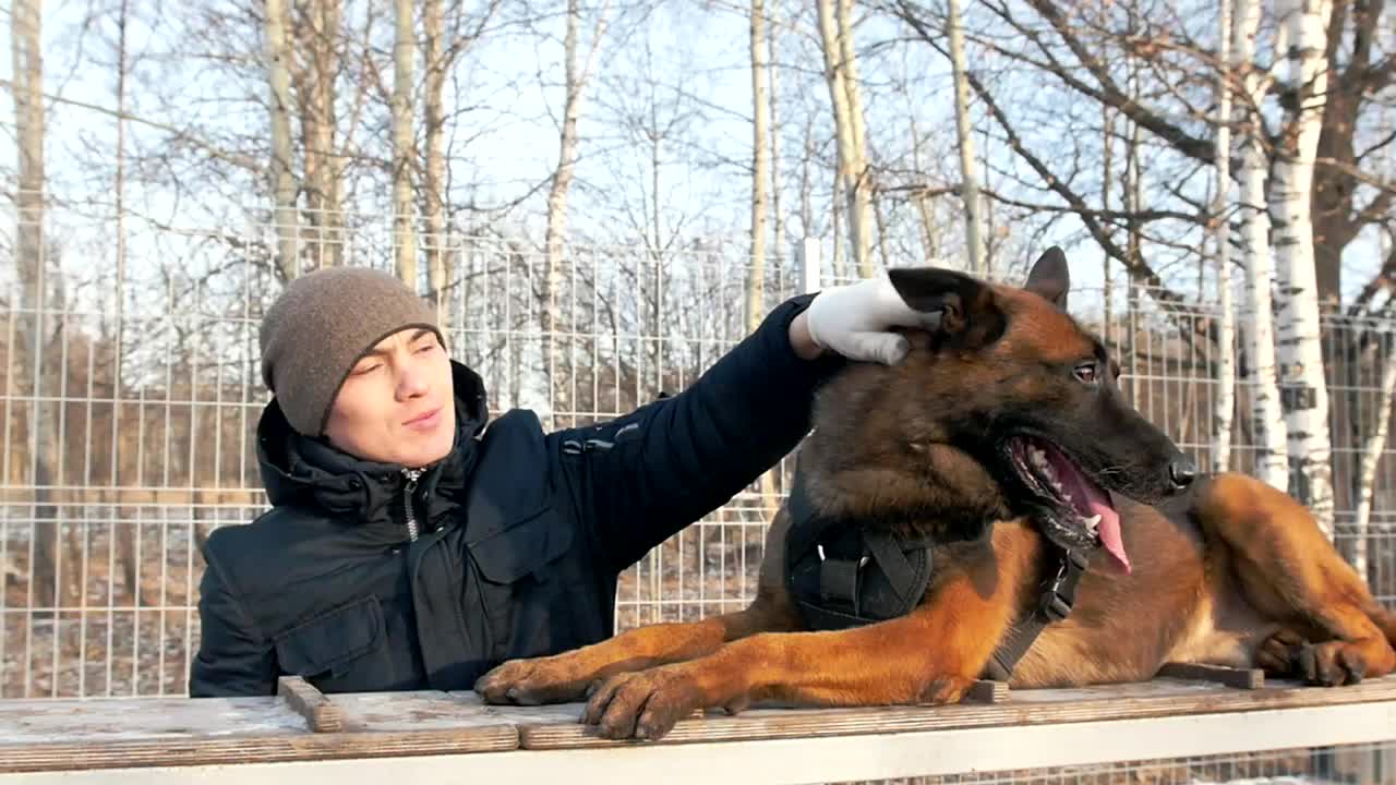 Man petting a big dog in the park