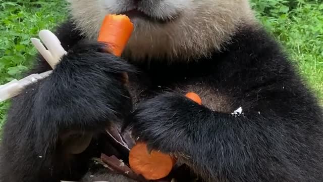 panda's quickly eating carrots show