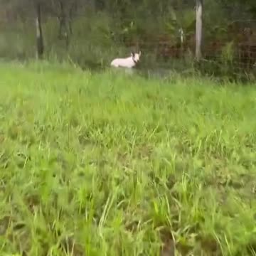 Florida Highway Patrol rescues a dog tied to a poll on I-75 near Bruce B Downs Blvd.