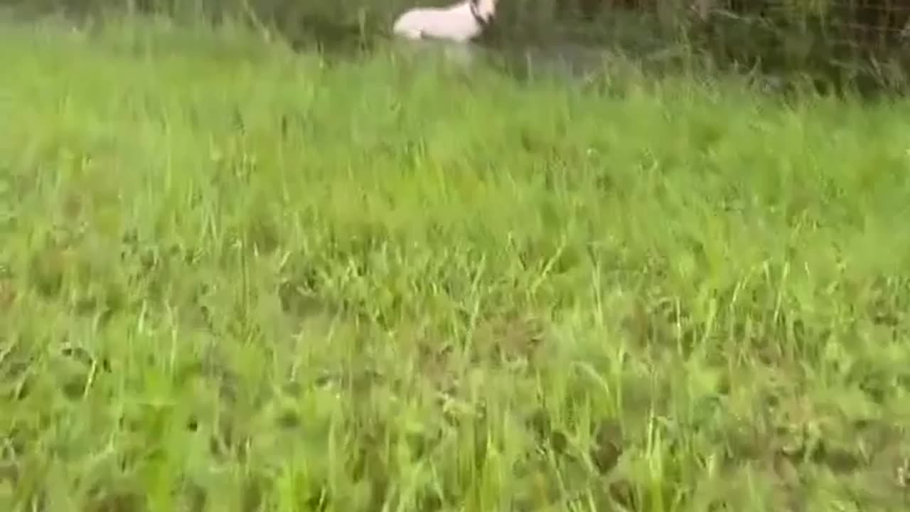 Florida Highway Patrol rescues a dog tied to a poll on I-75 near Bruce B Downs Blvd.