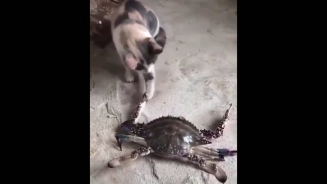 Cat vs. Crab (The ultimate battle?)