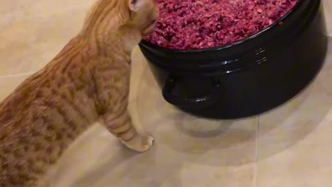 #fatty cat