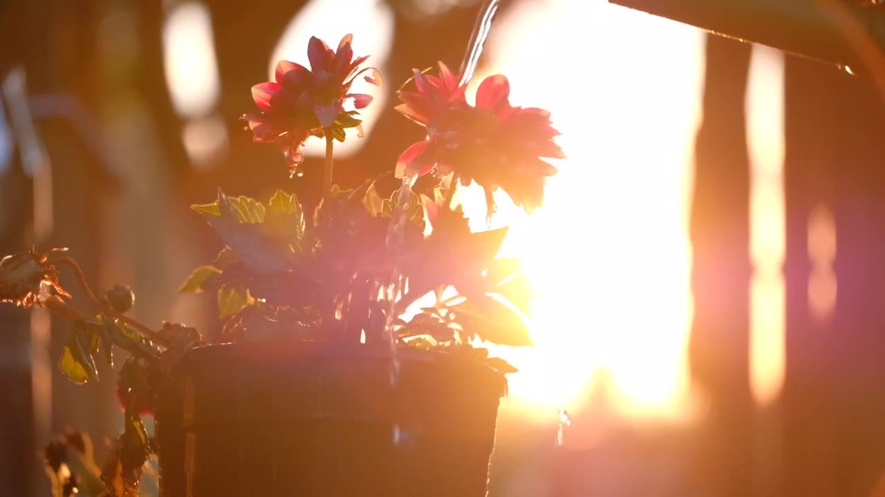 Today sun 🌞 shine video of flowers 🌸 so beautiful