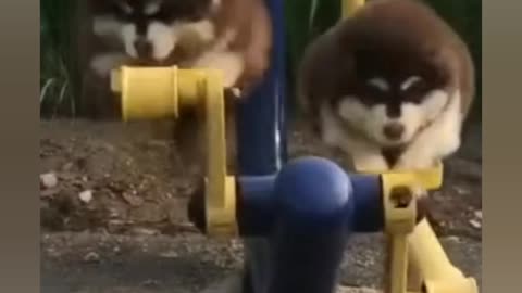 Funny Dog video