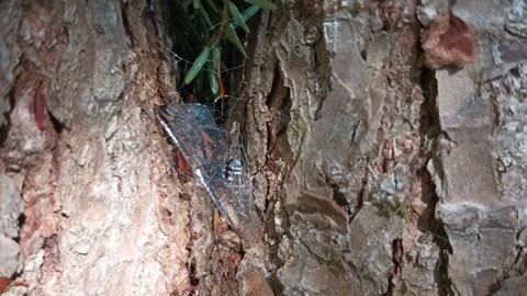 Dragonfly Wing