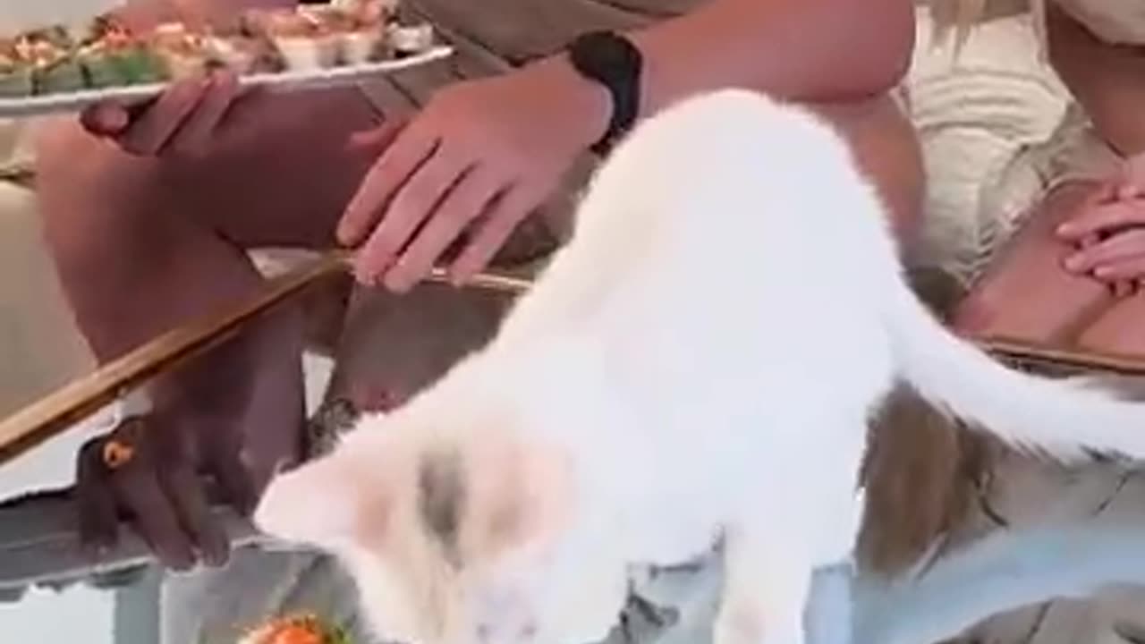 Feeding A Cat $10 Vs $10,000 Sushi