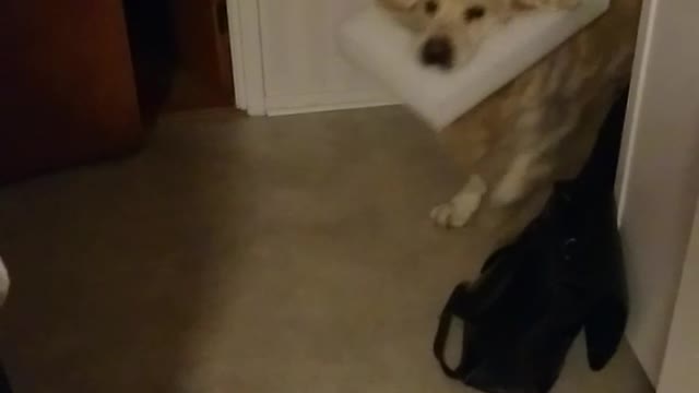 Dogs head stuck on plastic frame