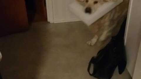 Dogs head stuck on plastic frame