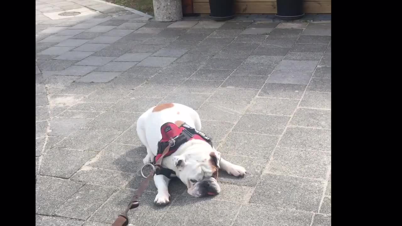 Bulldog refuses to complete walk for hilarious reason