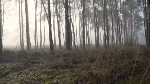 Forest Nature Fog Mist Morning Early Daylight