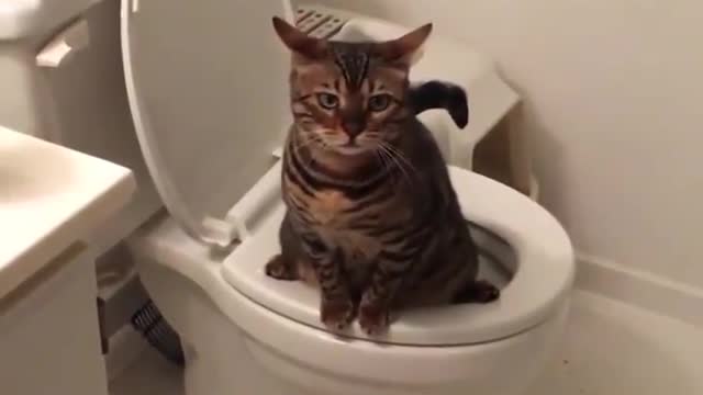 Our cat using toilet 😂