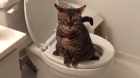 Our cat using toilet 😂