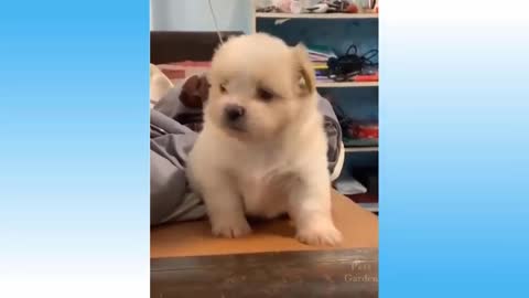 BEST FUNNY CUTE CAT VIDEOS