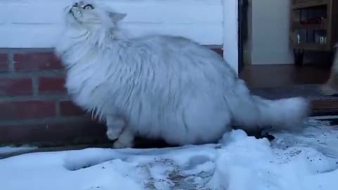 Cute cat loves to play