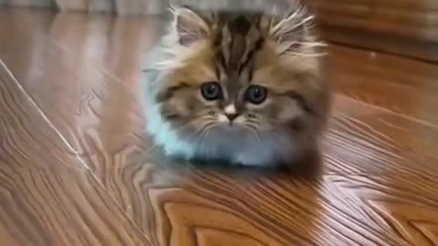 Cute kitty