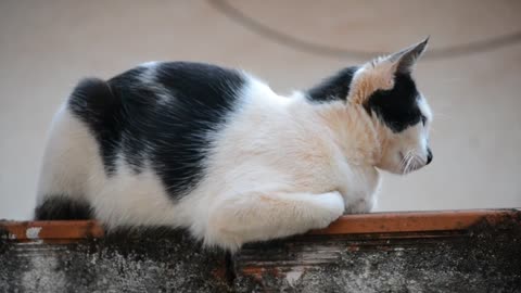 Black and White cat