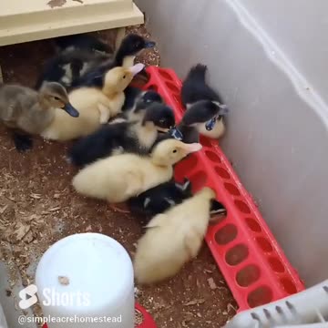 Lining up at the water trough. 6 day old ducks.