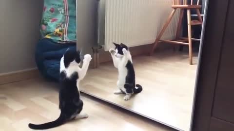 Vidéo drôle de chat qui joue avec le miroir