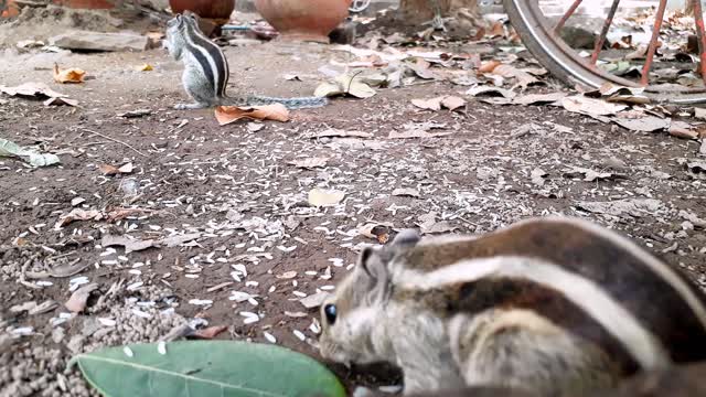 Indian palm squirrel