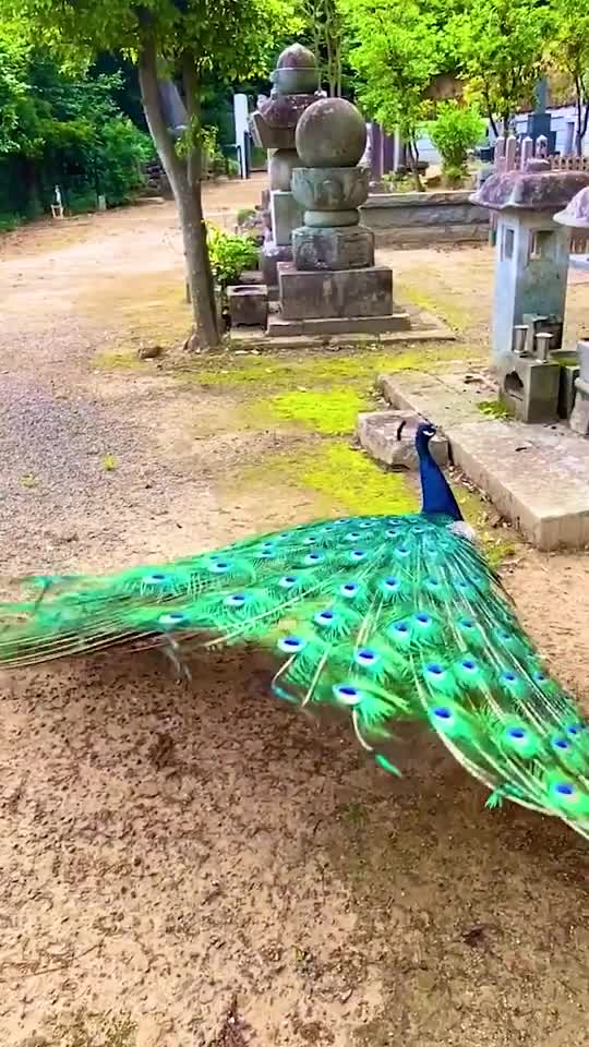 peacock dance part 7
