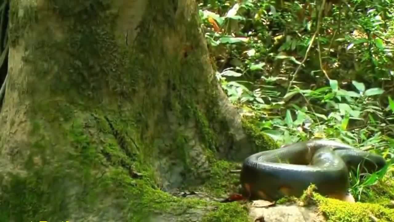 ANACONDA BIGGEST SNAKE IN THE WORLD