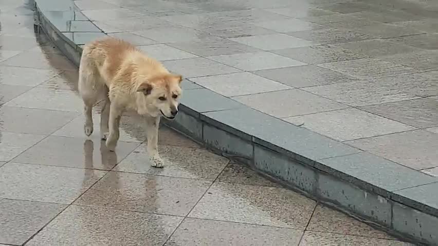 A pitiful dog passing by on a rainy day