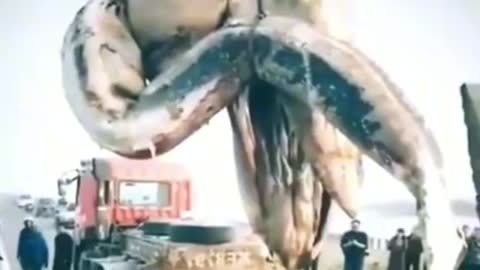 Exposing huge sea creatures 2022